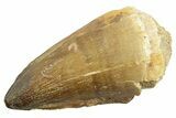 Large, Fossil Mosasaur (Thalassotitan) Tooth - Morocco #364053-1
